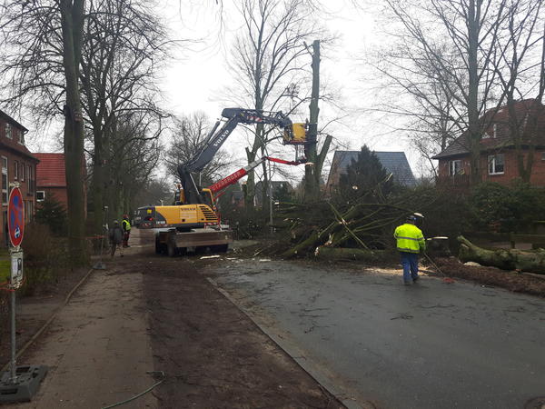 Baumf&auml;llung Reinbeker Weg