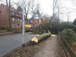Baumf&auml;llung Reinbeker Weg