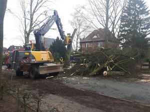Baumf&auml;llung Reinbeker Weg