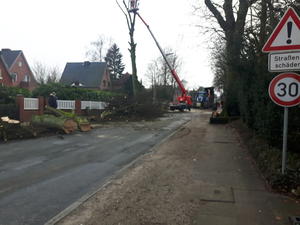 Baumf&auml;llung Reinbeker Weg