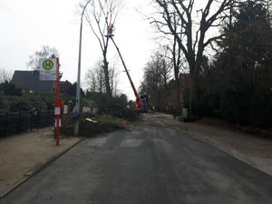 Baumf&auml;llung Reinbeker Weg