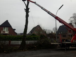 Baumf&auml;llung Reinbeker Weg