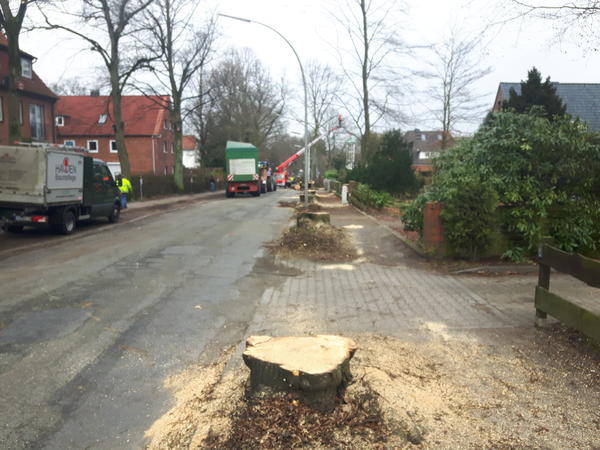 Baumf&auml;llung Reinbeker Weg