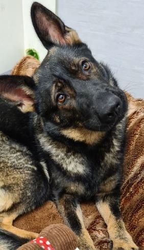 Bild Hund