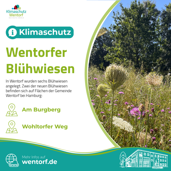 Beitragsbild Bl�hwiesen Gemeinde Wentorf bei Hamburg